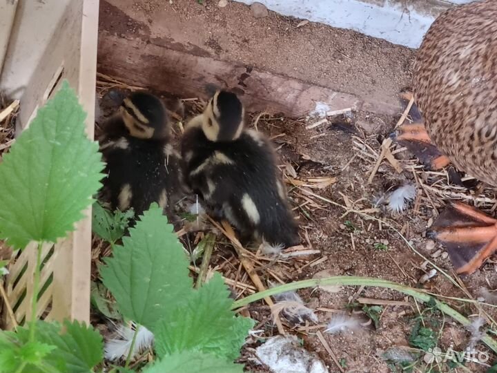 Утки кряквы семья