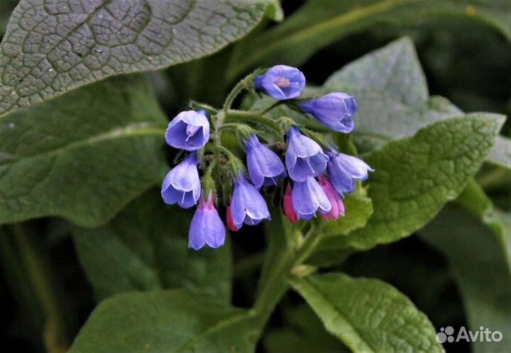 Садовые многолетники