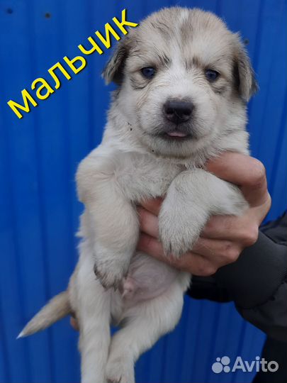 Собака в добрые руки отдам бесплатно