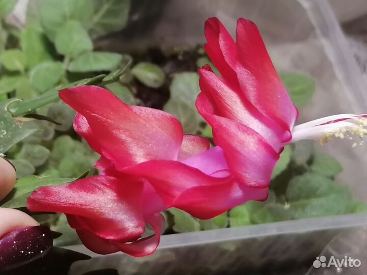 Декабрист шлюмбергера