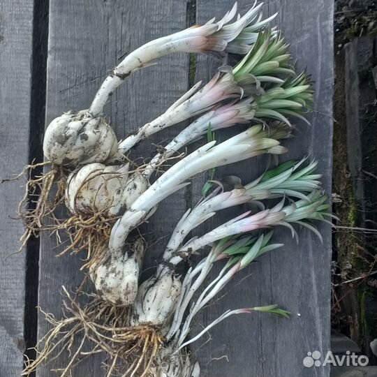 Продам луковицы лилий