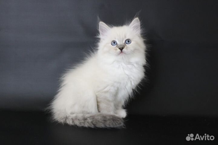 Невские маскарадные котята