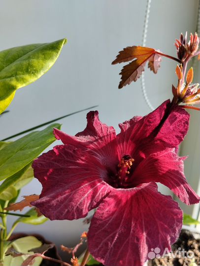 Гибискус рябинолистный