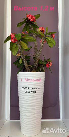 Комнатные растения цветы большие