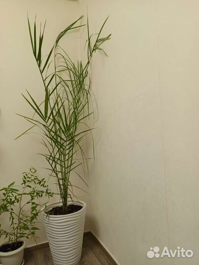 Финиковая пальма