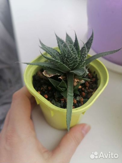 Алоэ микс с детками