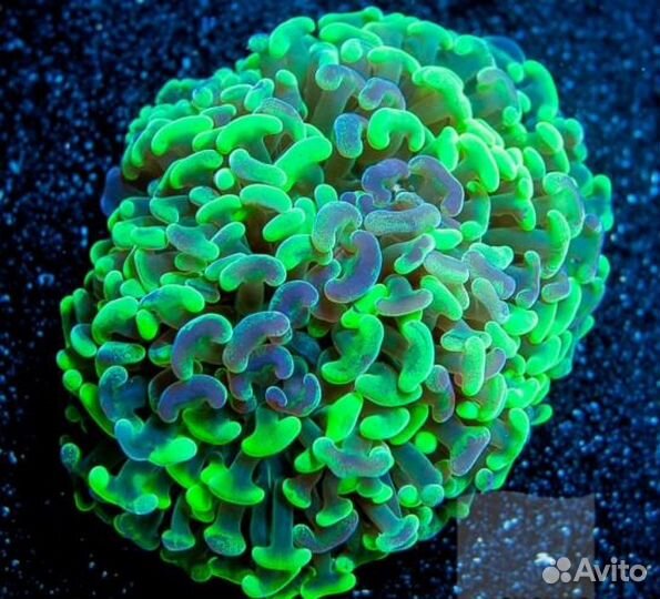 Эуфиллия коралл