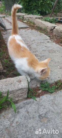 Кошки в добрые руки бесплатно