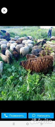 Курдючные бараны овцы