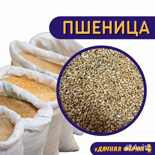 Зерно пшеница 40кг