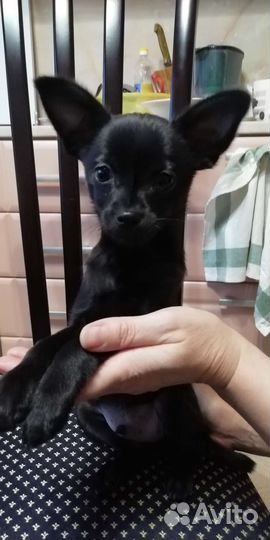 Той-терьер щенок