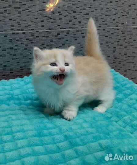 Чудо-котята манчкинята