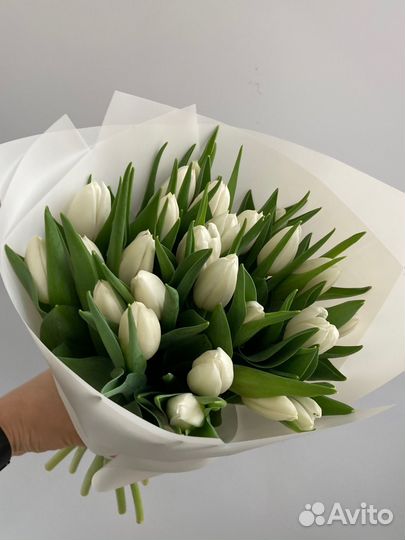 Букет из 25 белоснежных тюльпанов