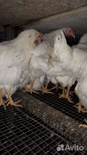 Куры молодки