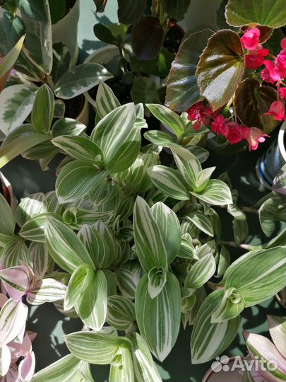 Традесканция