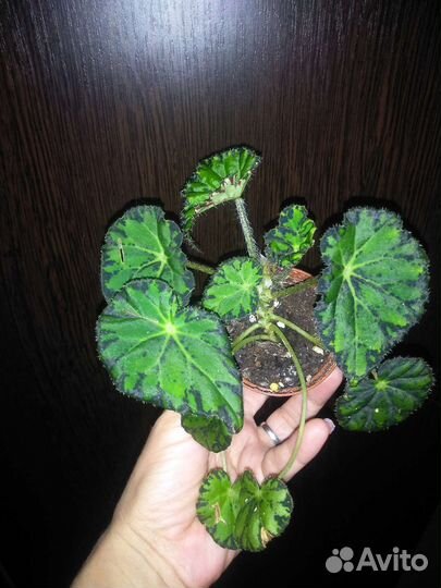 Бегония тигровая