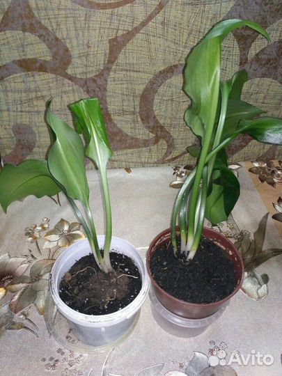 Лилия амазонская