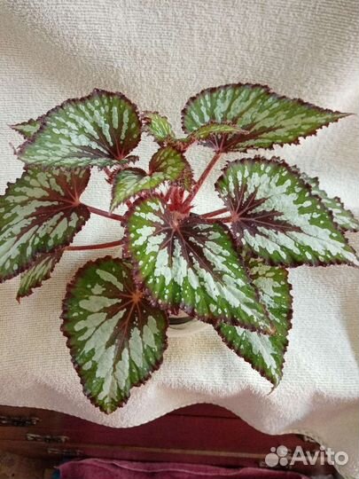 Декоративно лиственная бегония