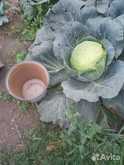 Навоз от своей птицы