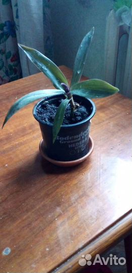 Продаю цветы