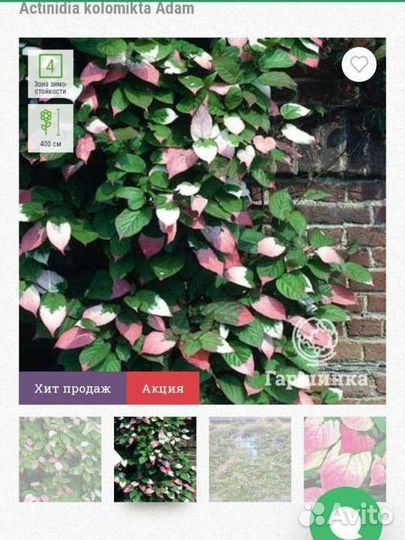 Актинидия коломикта