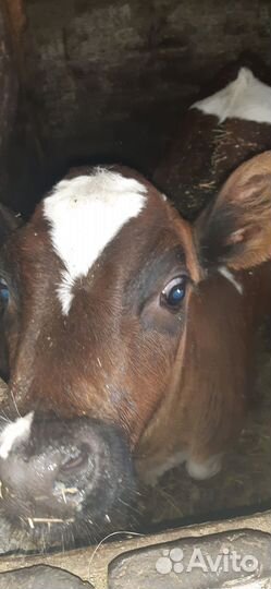 Телочка на племя