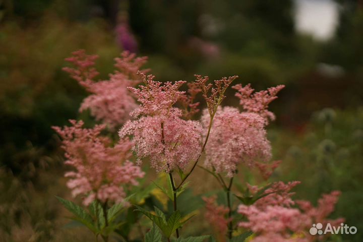 Многолетние растения и злаки для сада