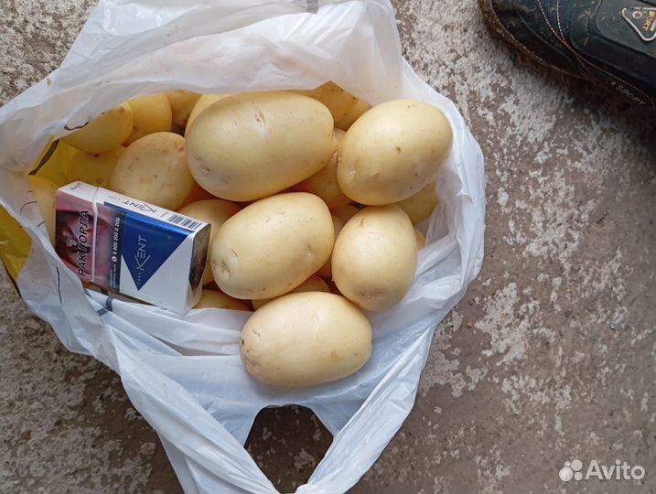 Картофель свежий урожай 2024
