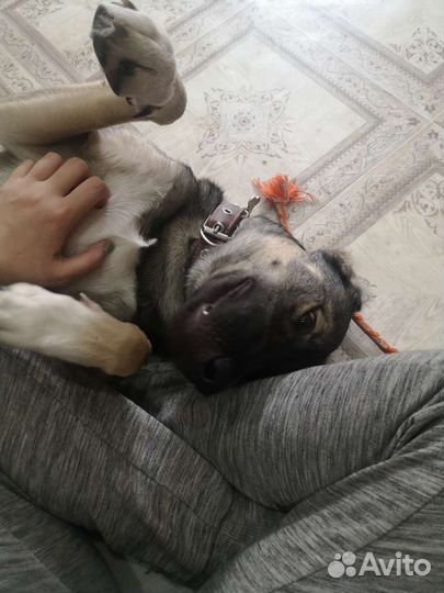 Зоогостиница/передержека