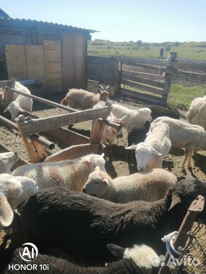 Овщы с ягнятами