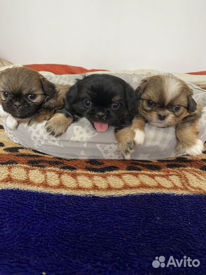 Щеночки пекинеса