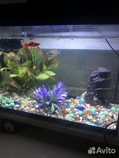 Аквариум с рыбками