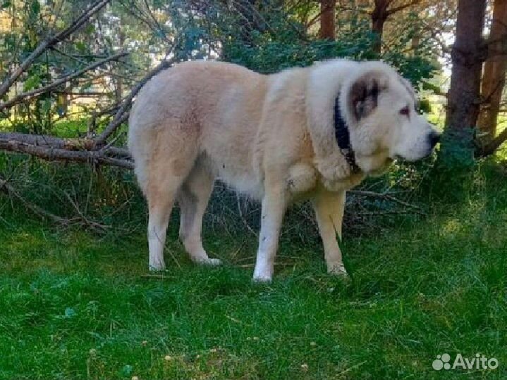 Собака алабай щенки