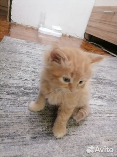 Кошка в дар бесплатно