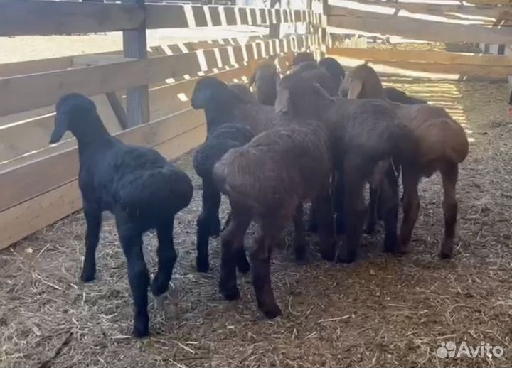 Гиссарские баранчики на племя