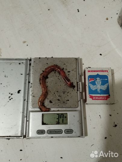 Крупный Червь дендробена