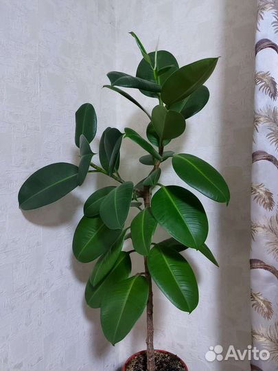 Фикус каучуконосный Elastica