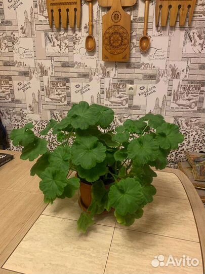 Пеларгония герань