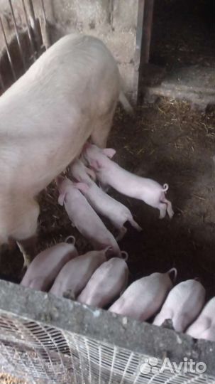 Поросята ландрас
