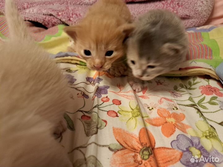 Котята в добрые руки