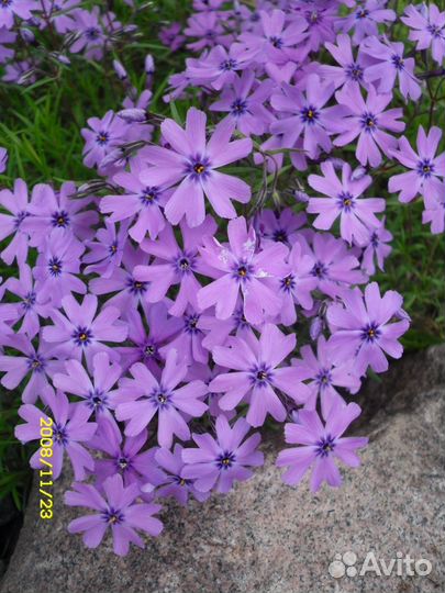 Флокс шиловидный,барвинок