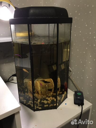 Аквариум с рыбками и улитками