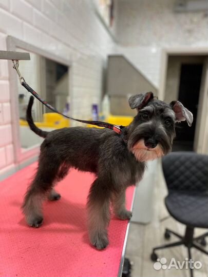 Груминг собак и кошек топовыми мастерами