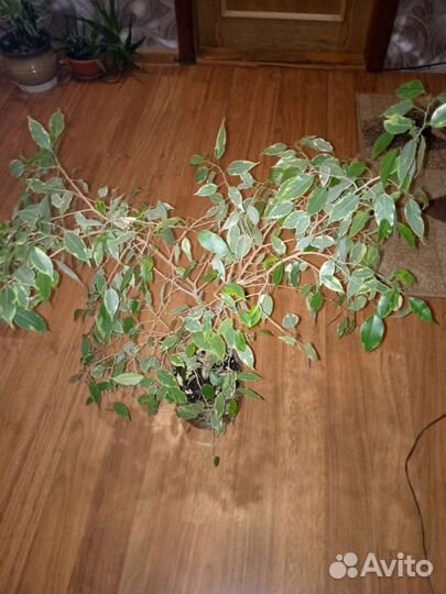 Фикус бенджамина пестролистный