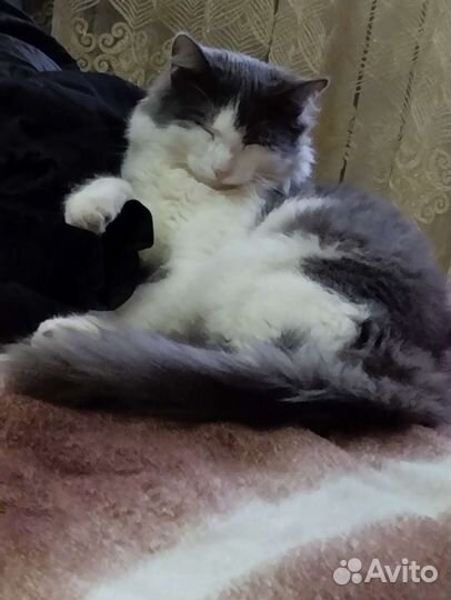 Кошка в дар