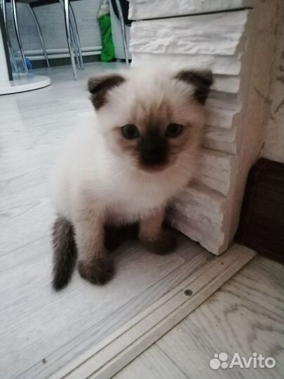 Тайские котята