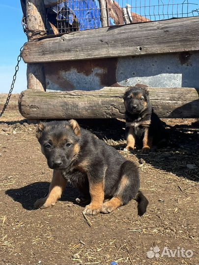 Щенки немецкой овчарки и ковказец