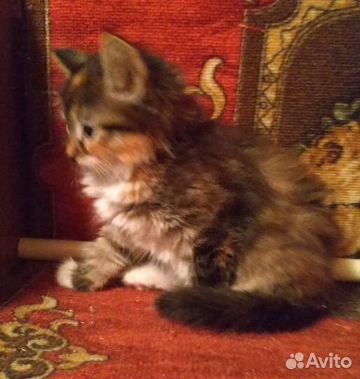 Маленькие пушистые котята 2 мес.в дар