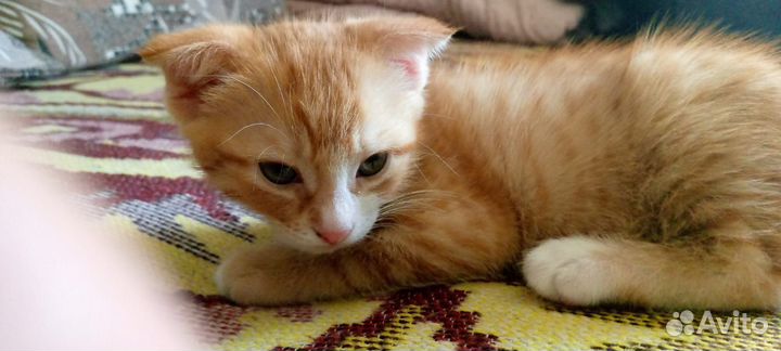 Вислоухий котёнок