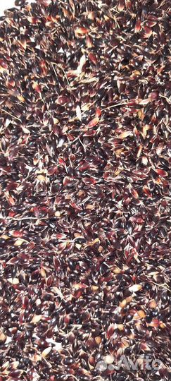 Суданка 2022 года